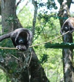 Pinilla Canopy Tour