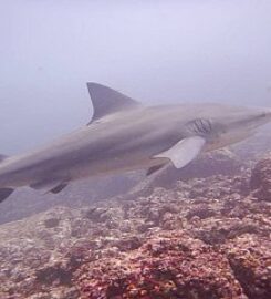 Tamarindo Diving Center