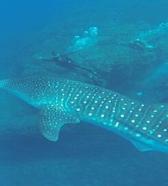 Tamarindo Diving Center