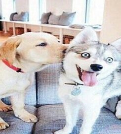 The Dogtor Pet Clinic