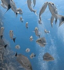 Tamarindo Diving Center