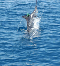 Tamarindo Sportfishing