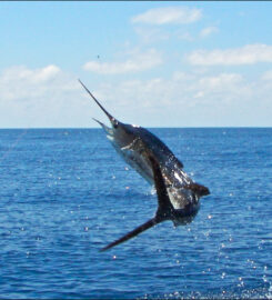 Tamarindo Sportfishing