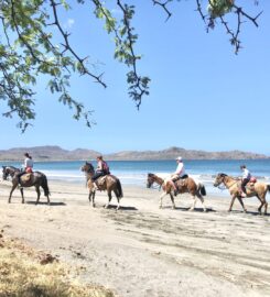 Pacific Horses