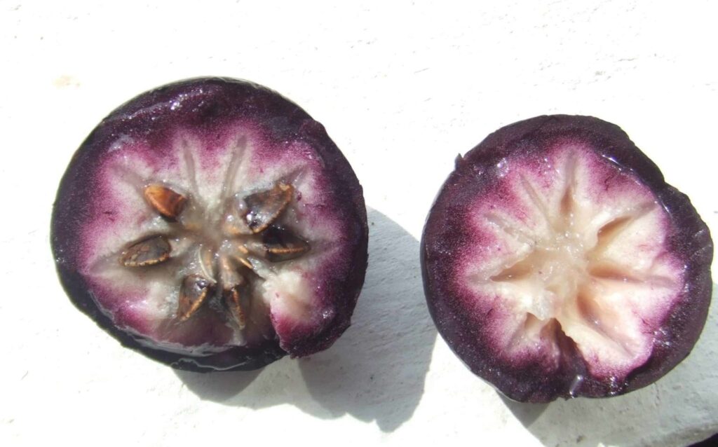 AllTama - Star Apples: The Other Star Fruit in Costa Rica