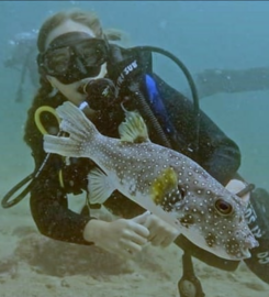 Tamarindo Diving