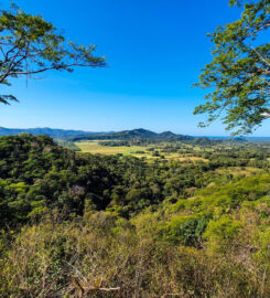 Monkey Jungle Zipline