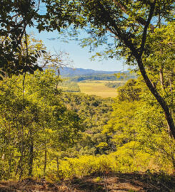 Monkey Jungle Zipline