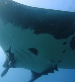 Pacific Coast Dive Center