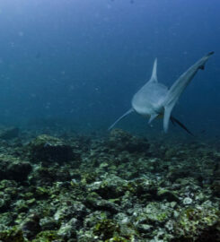 Pacific Coast Dive Center